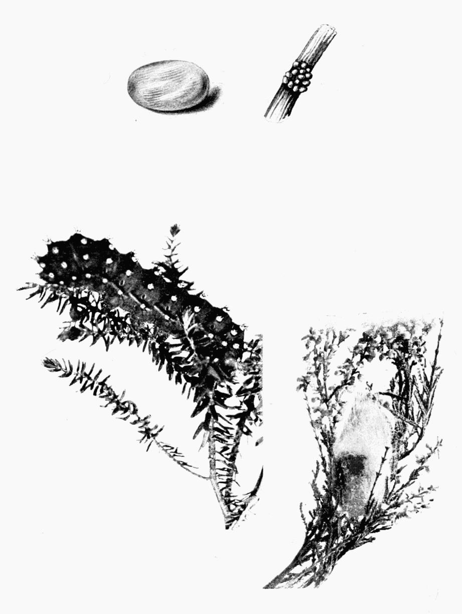 Plate 67 Plate 67