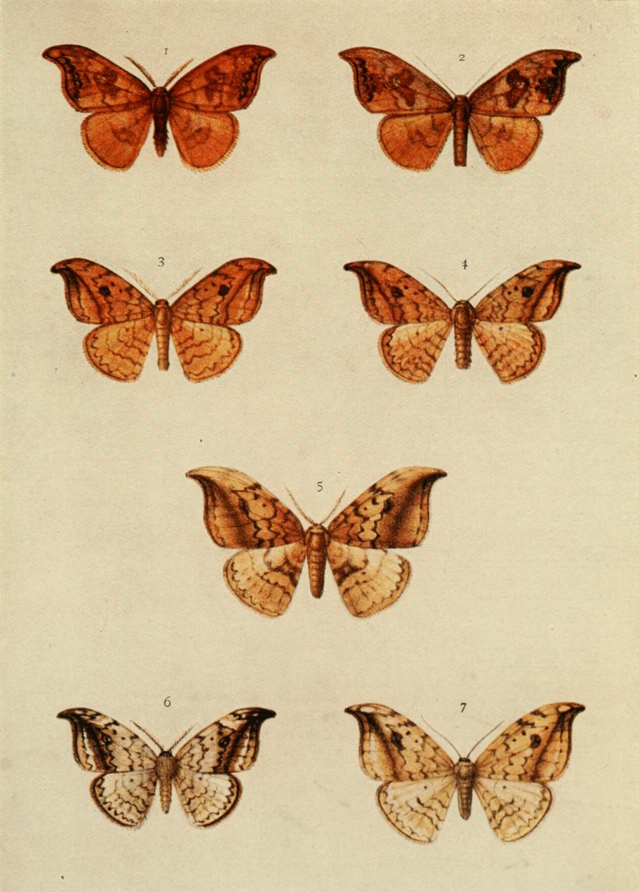 Plate 68 Plate 68