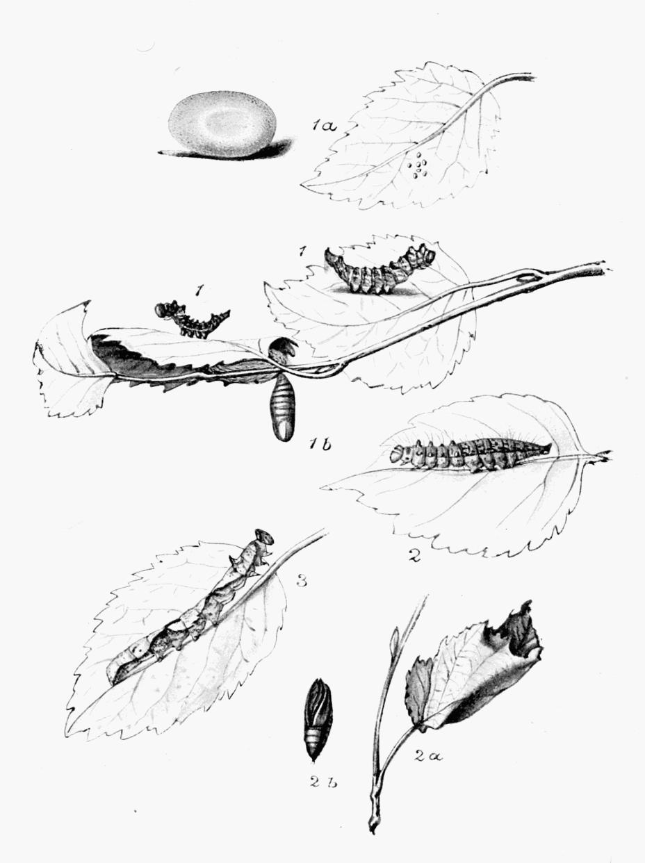 Plate 69 Plate 69