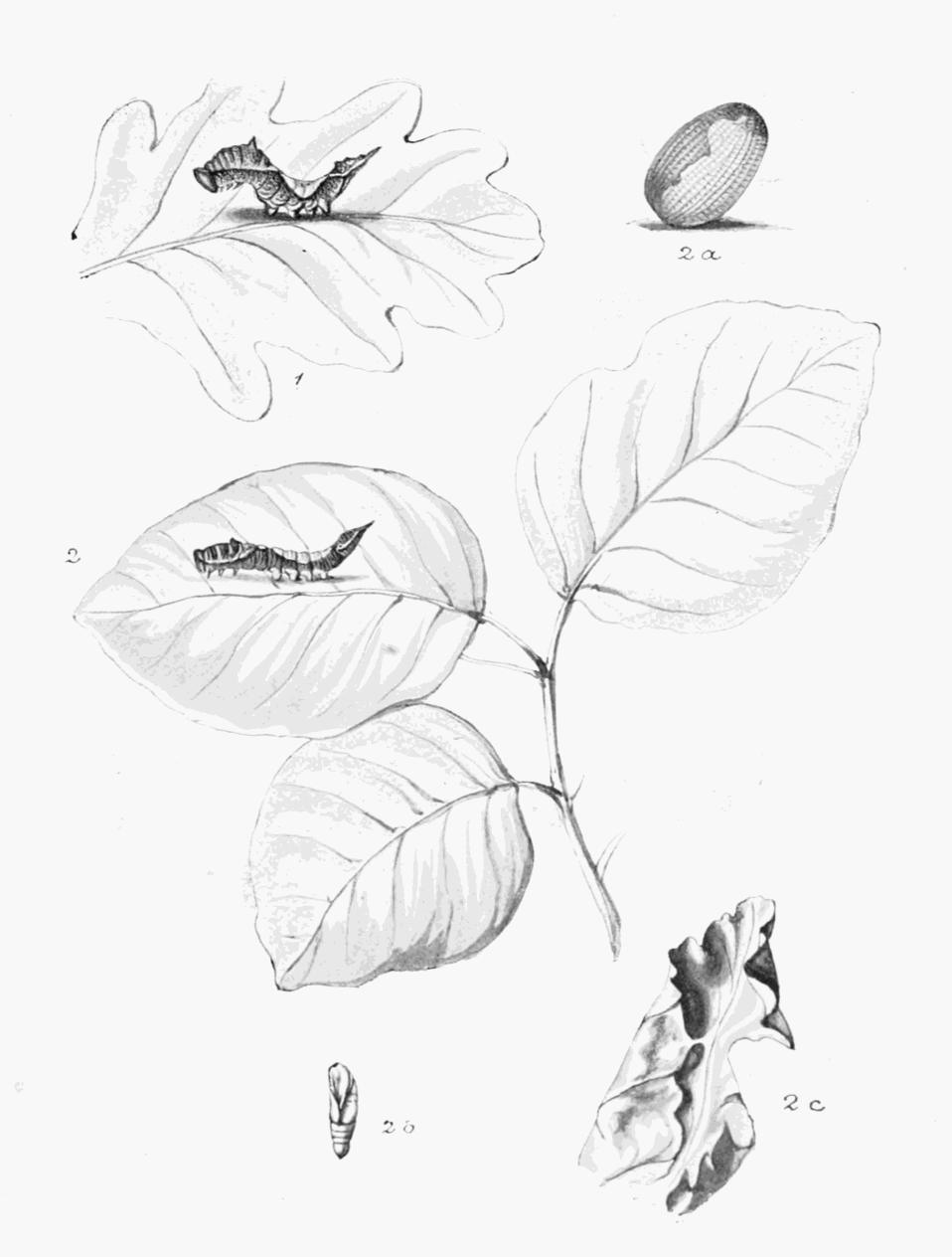 Plate 70 Plate 70