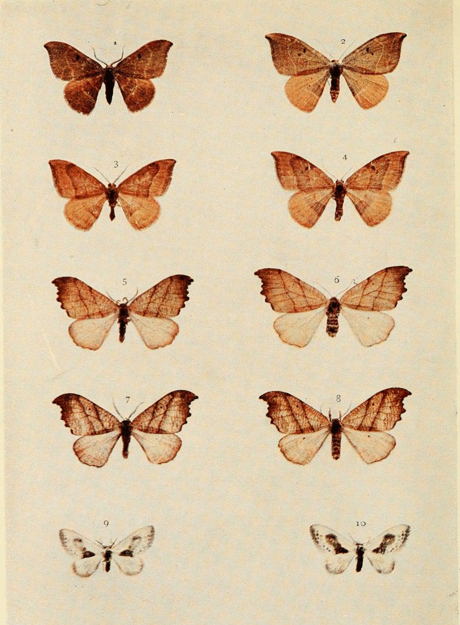 Plate 71 Plate 71