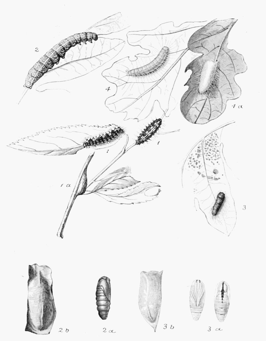 Plate 72 Plate 72