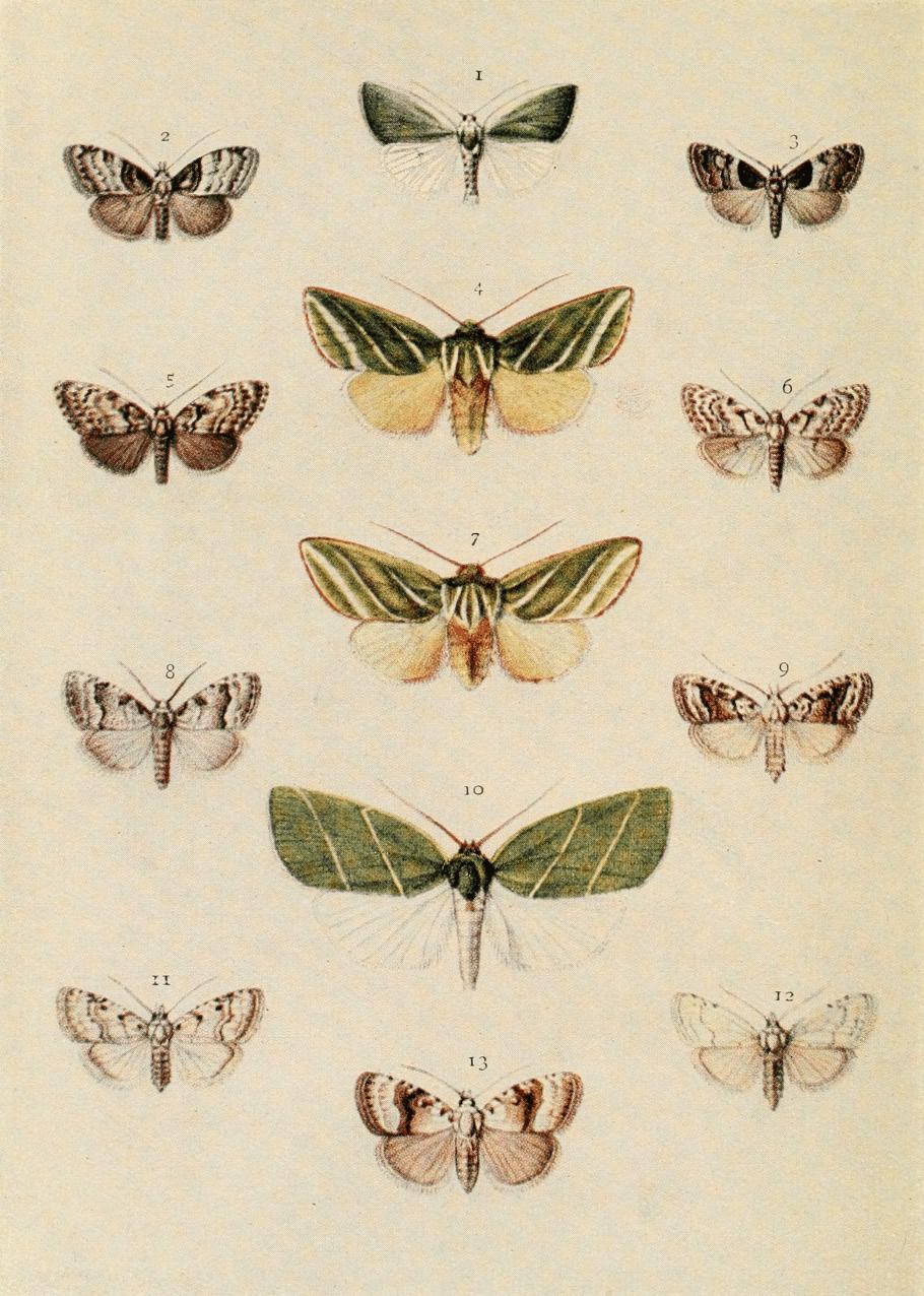 Plate 73 Plate 73