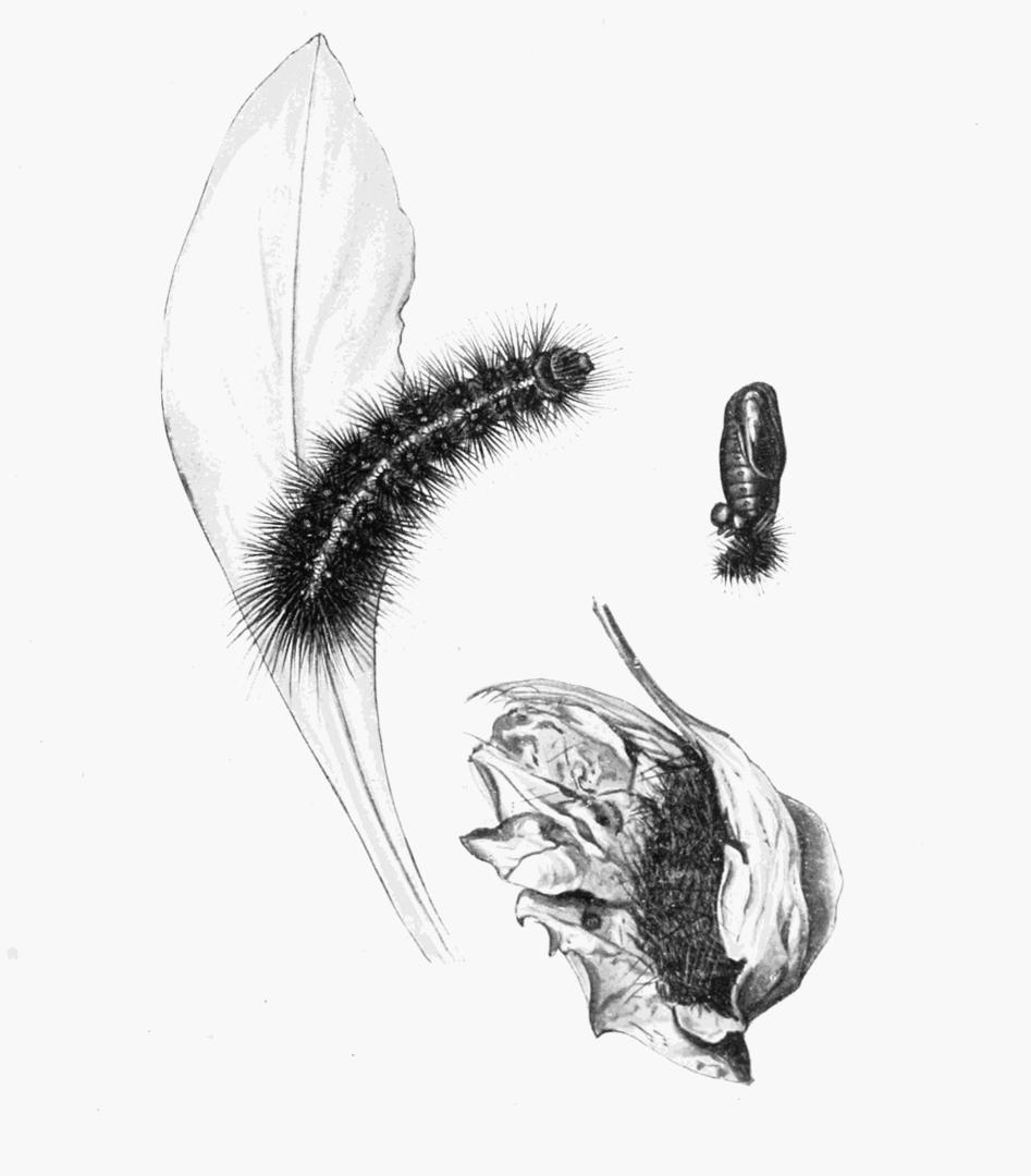 Plate 74 Plate 74