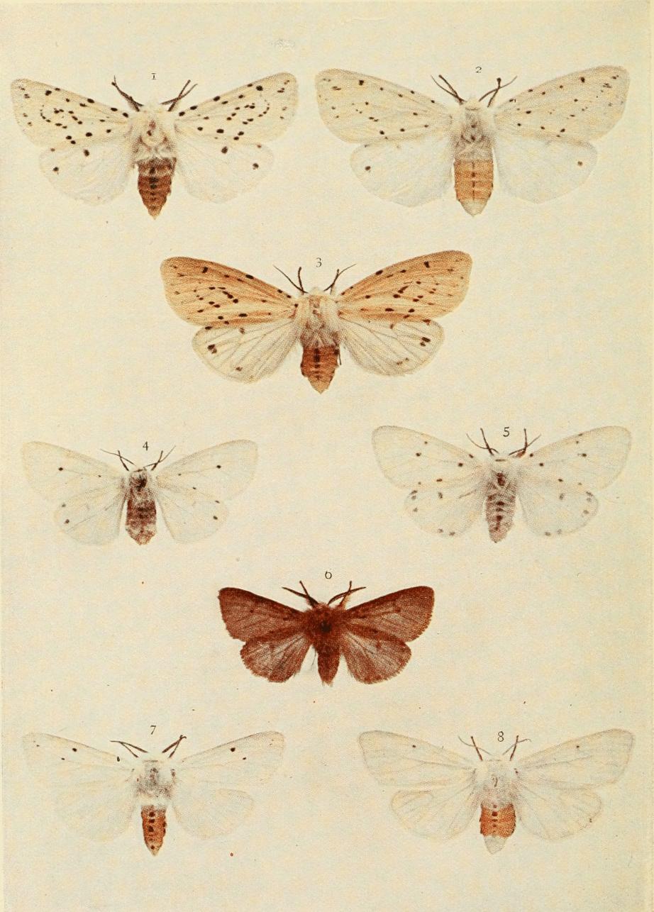 Plate 75 Plate 75