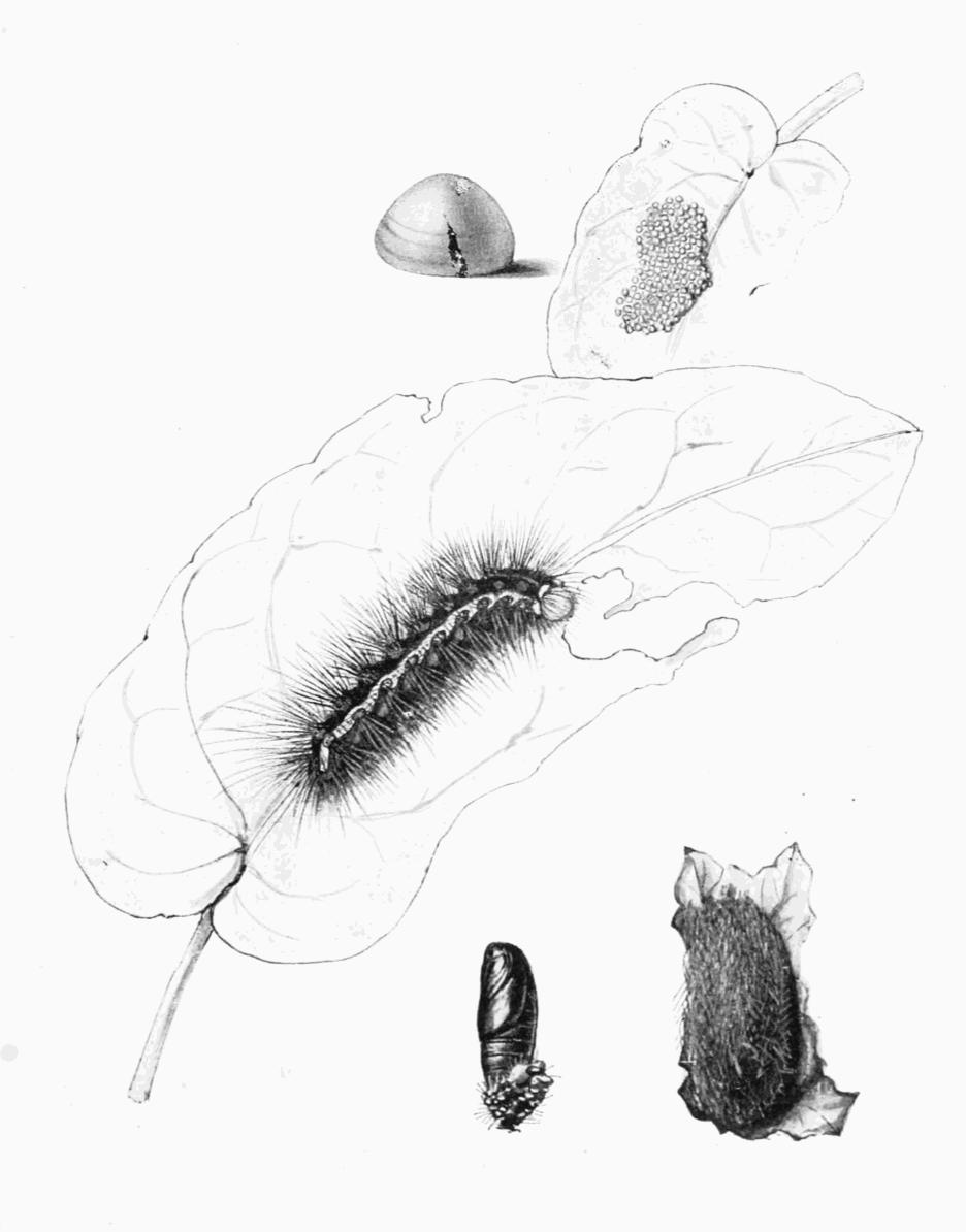 Plate 76 Plate 76