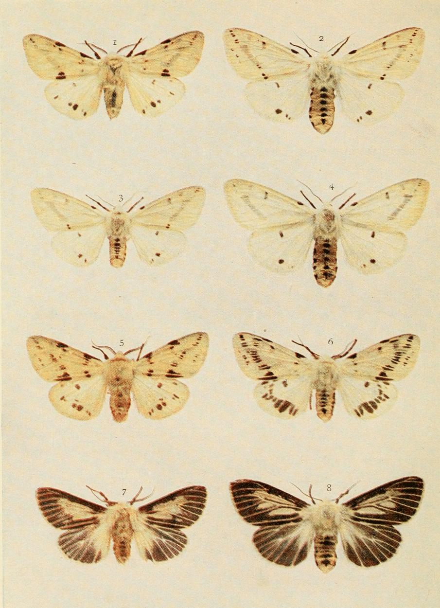 Plate 77 Plate 77