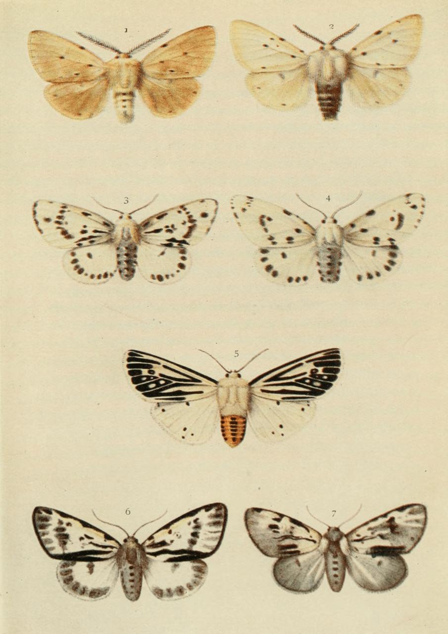 Plate 78 Plate 78