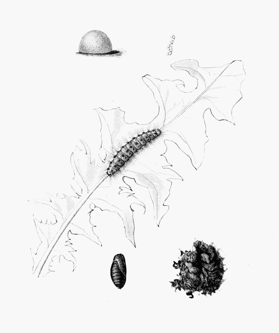 Plate 79 Plate 79