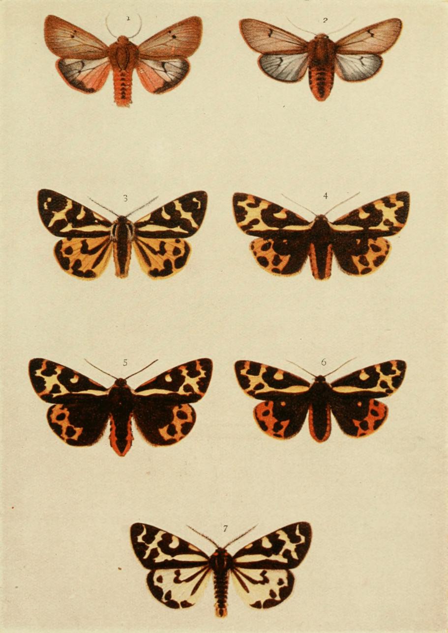 Plate 80 Plate 80