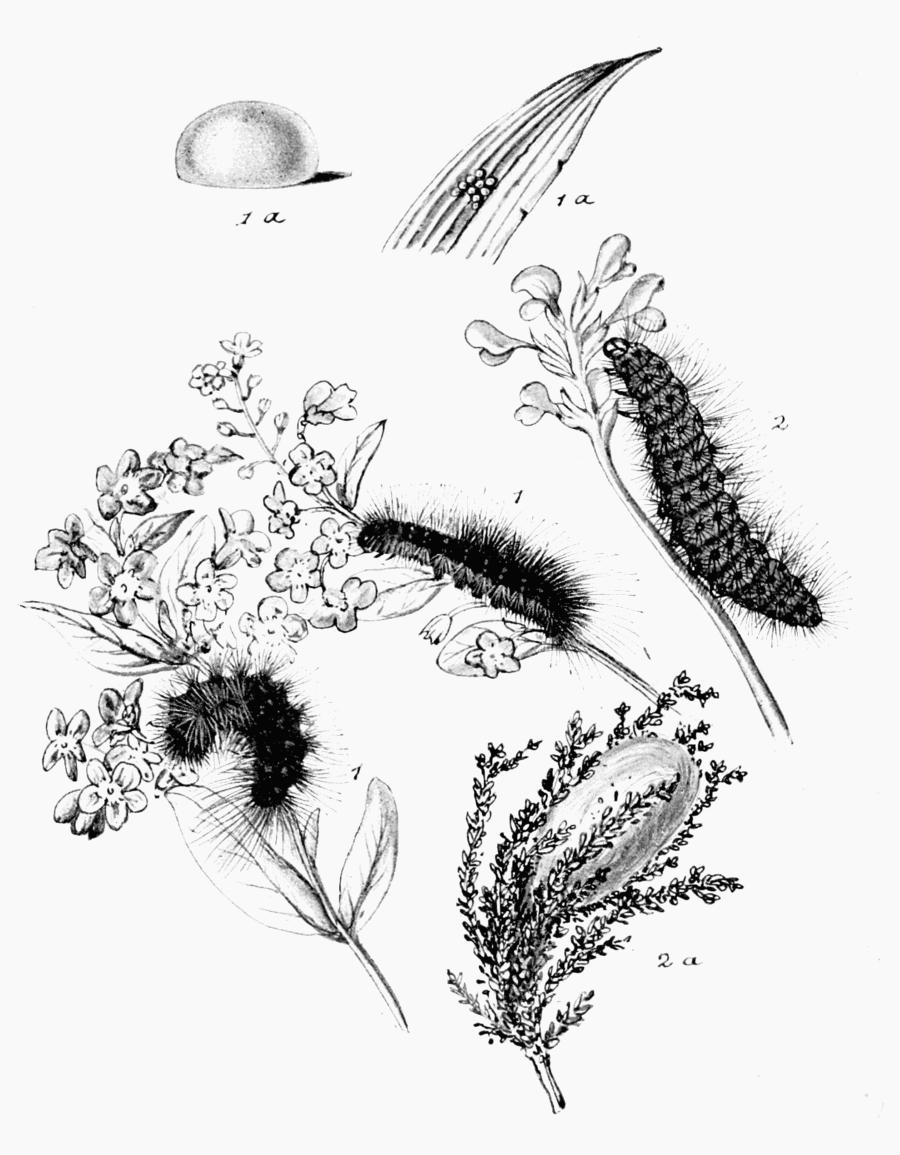 Plate 81 Plate 81