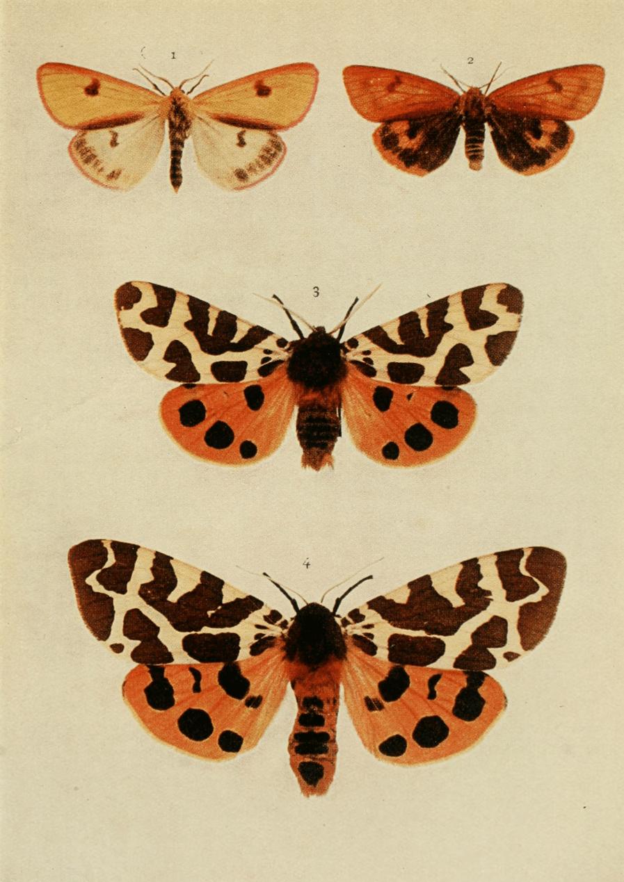 Plate 82 Plate 82