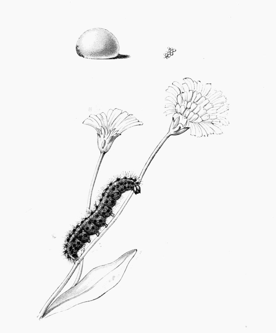 Plate 83 Plate 83