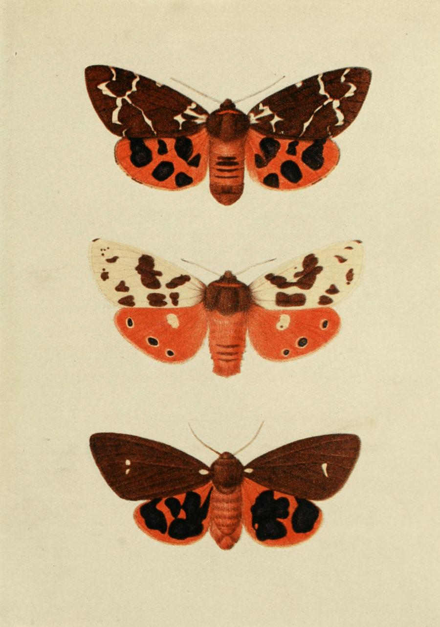 Plate 84 Plate 84