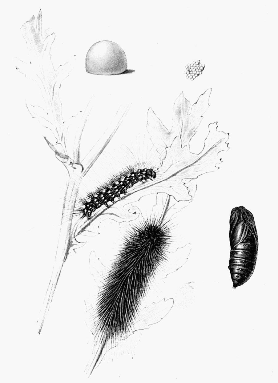 Plate 85 Plate 85