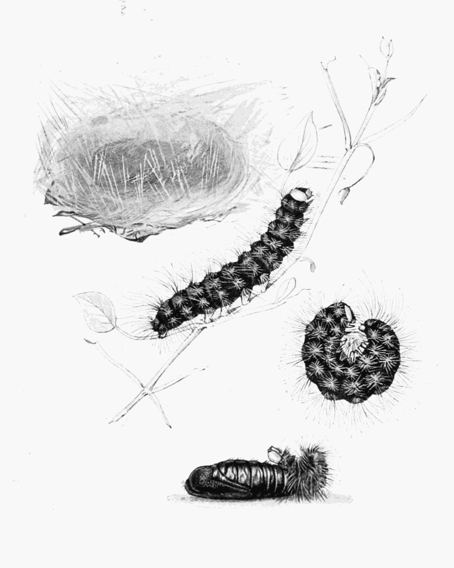 Plate 86 Plate 86