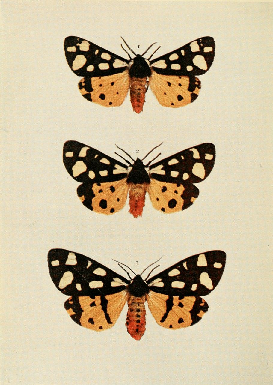 Plate 87 Plate 87