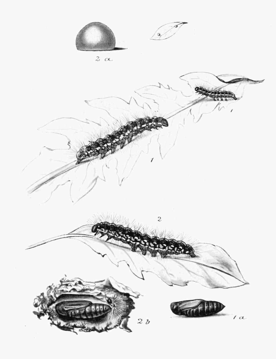 Plate 88 Plate 88