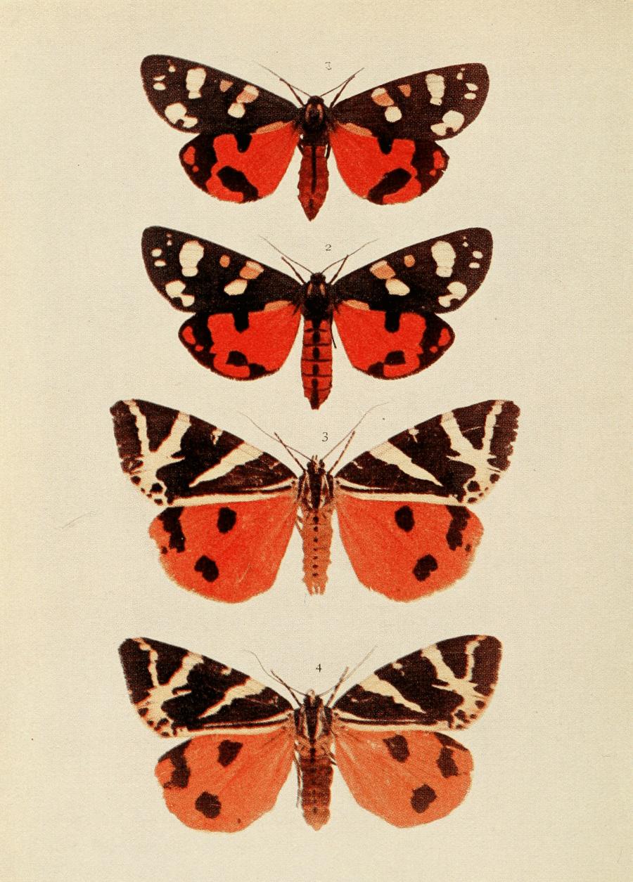Plate 89 Plate 89