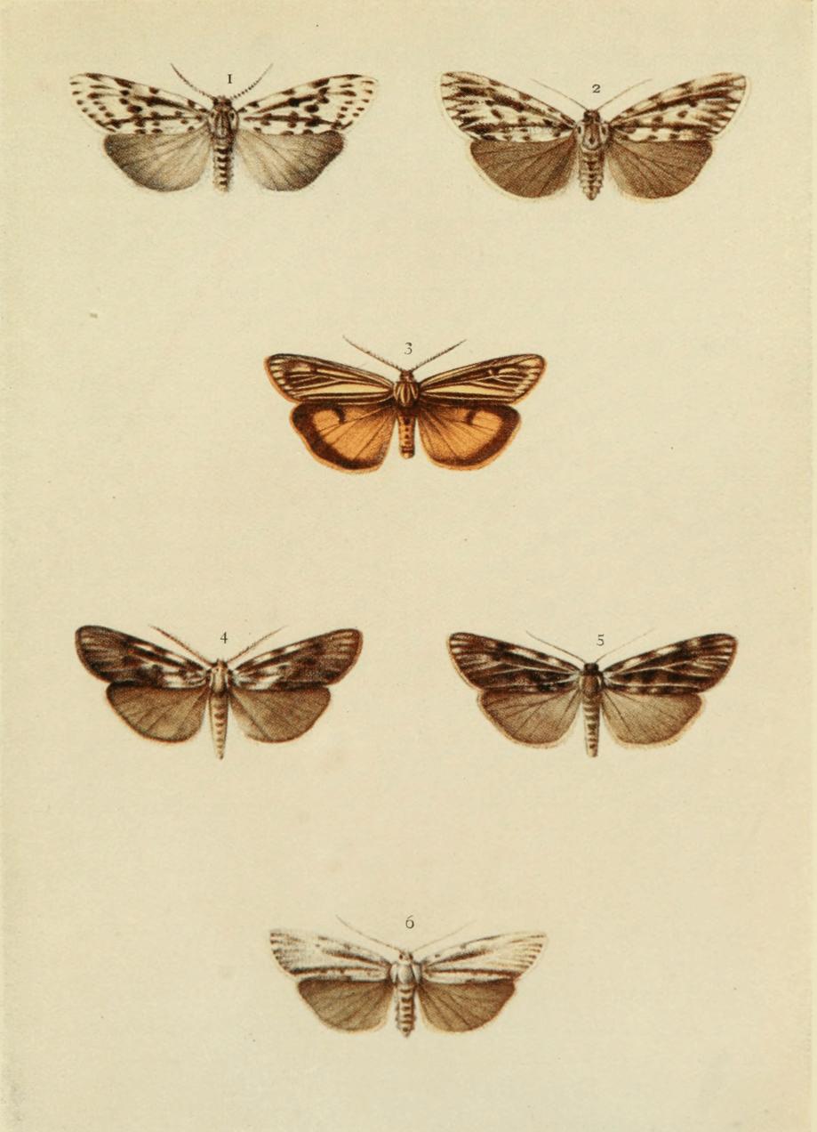 Plate 90 Plate 90