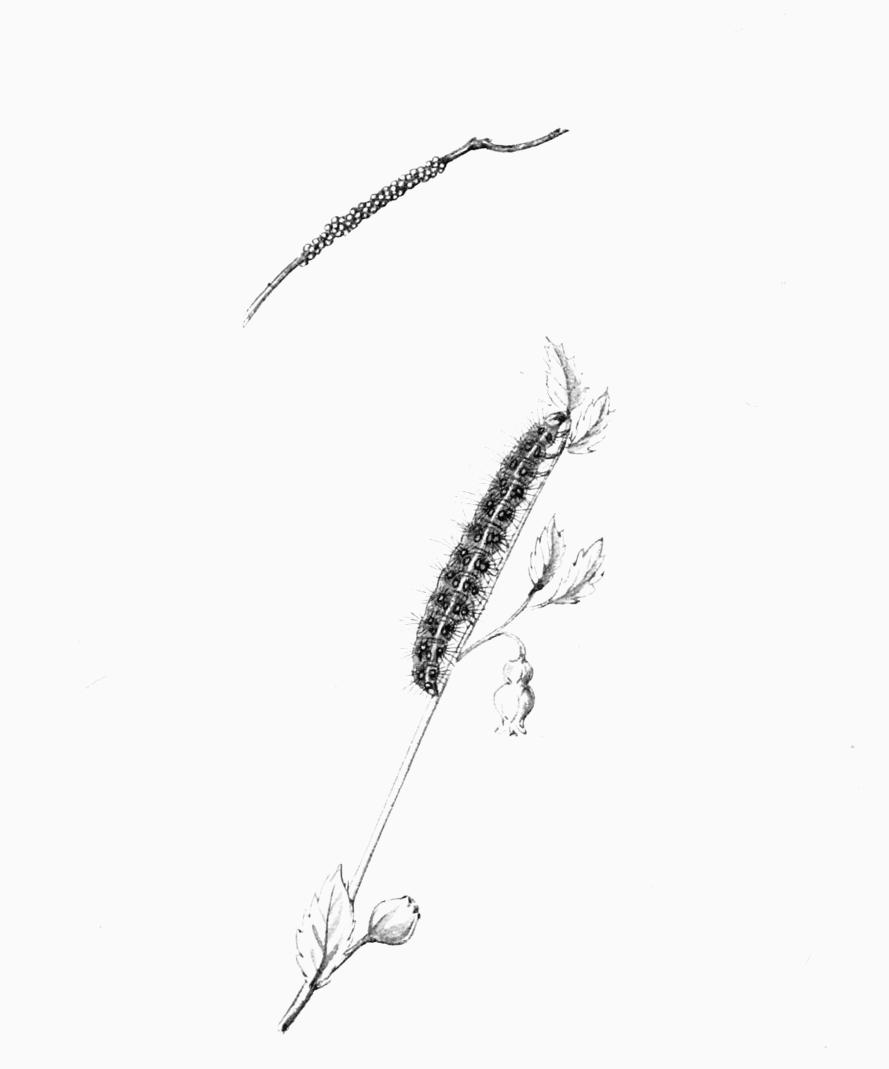 Plate 91 Plate 91