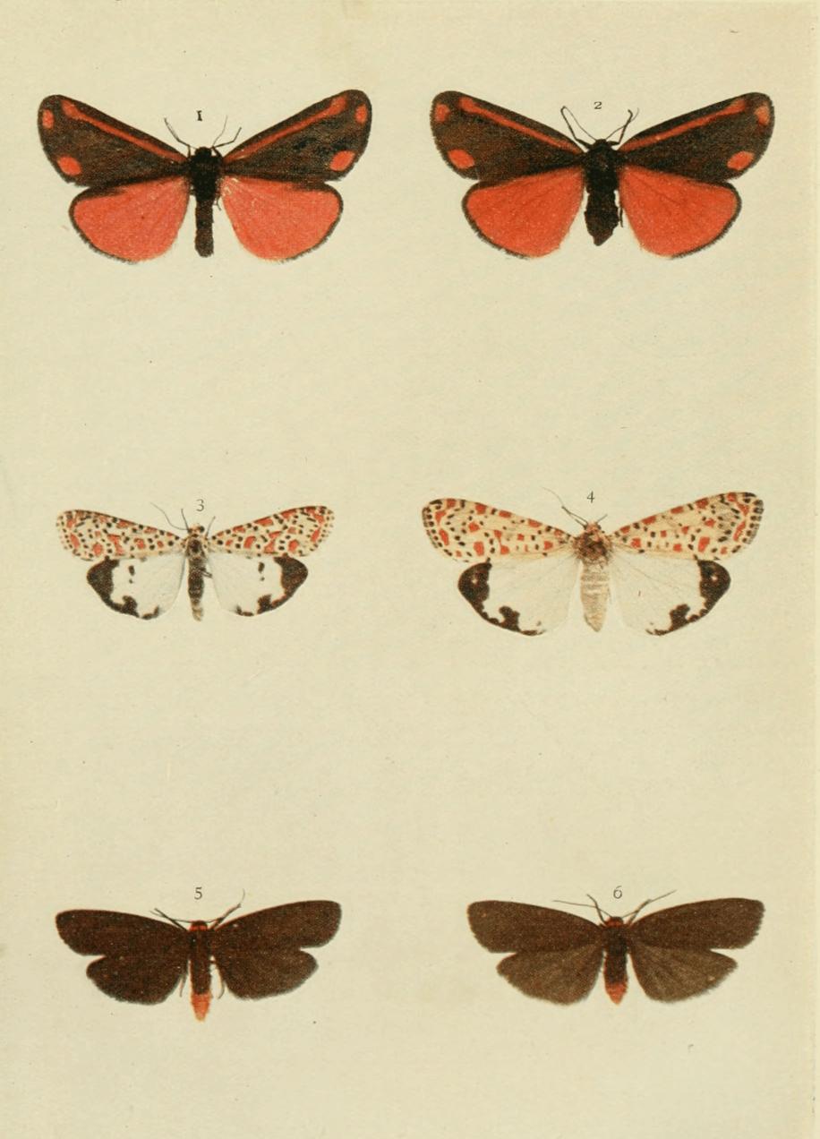 Plate 92 Plate 92