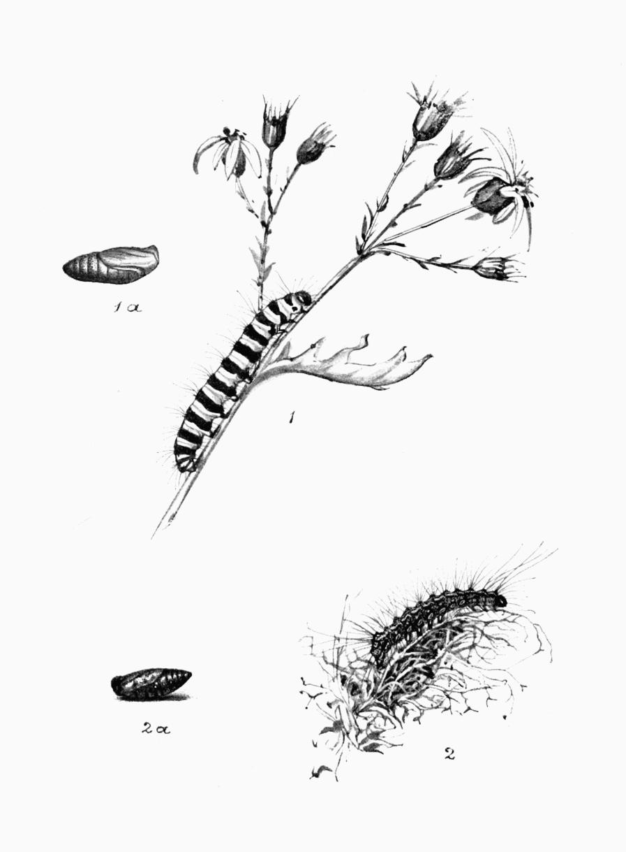 Plate 93 Plate 93