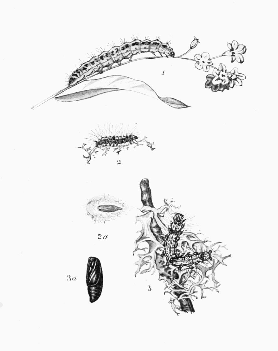 Plate 94 Plate 94
