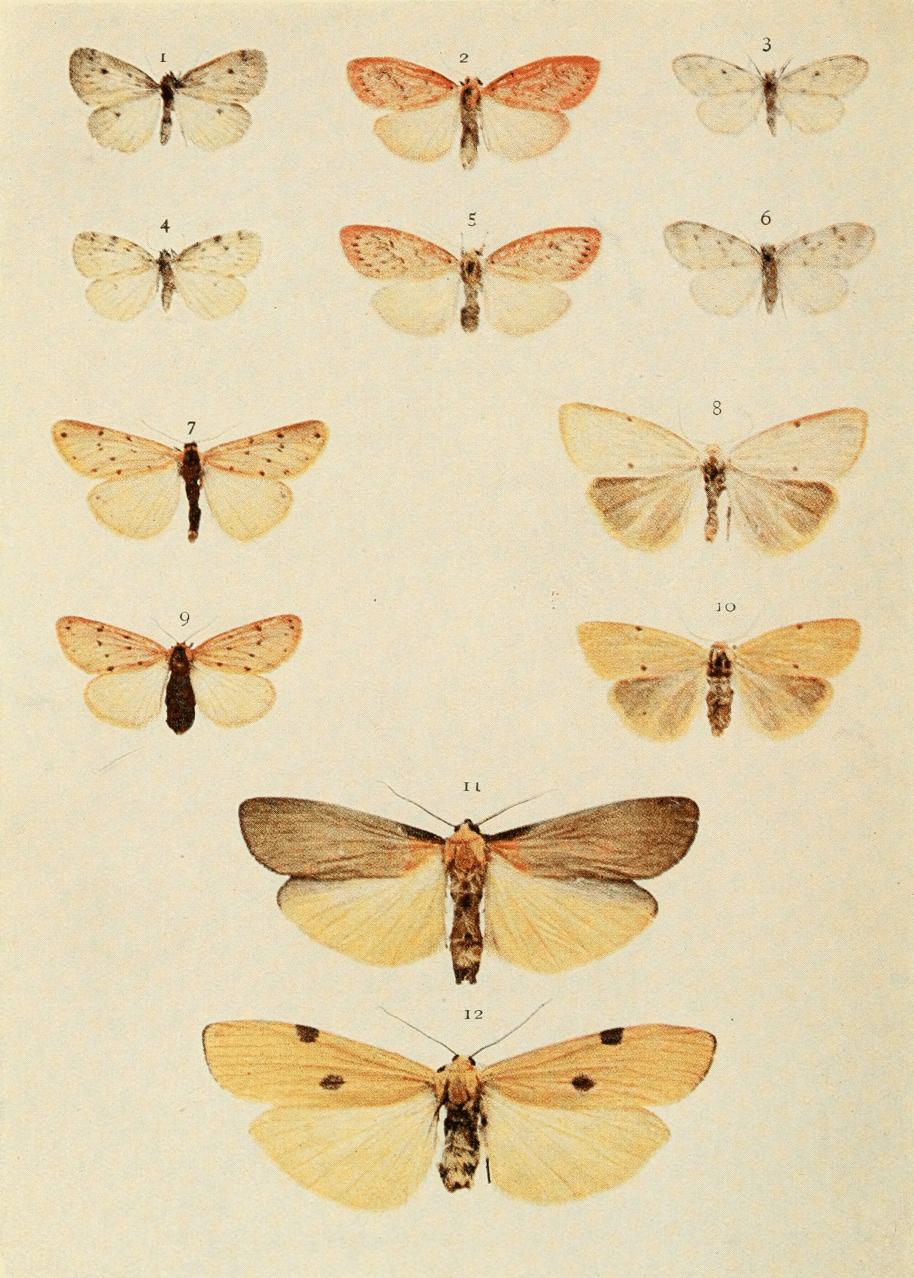 Plate 95 Plate 95