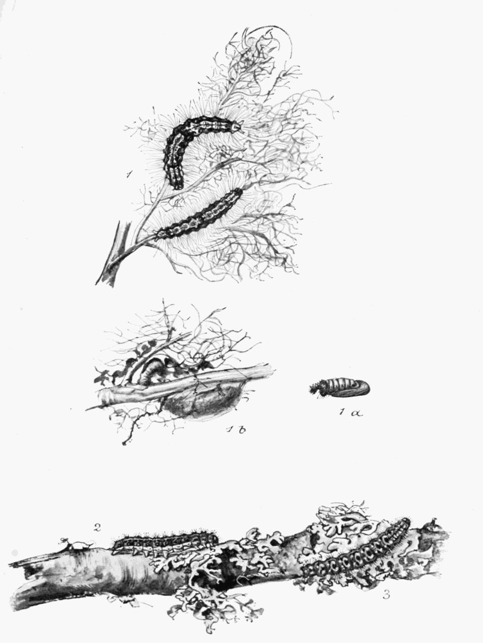 Plate 96 Plate 96