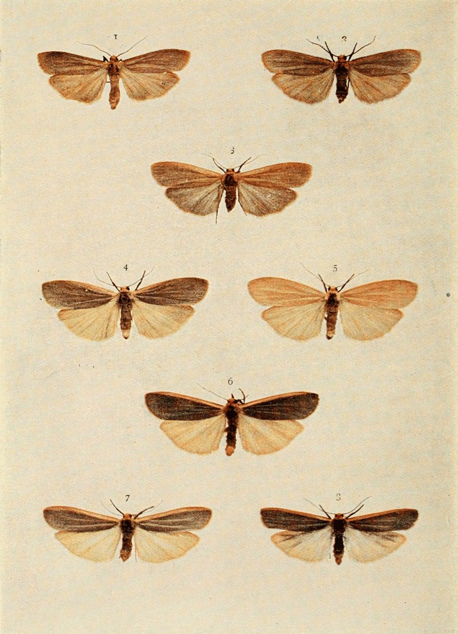 Plate 97 Plate 97
