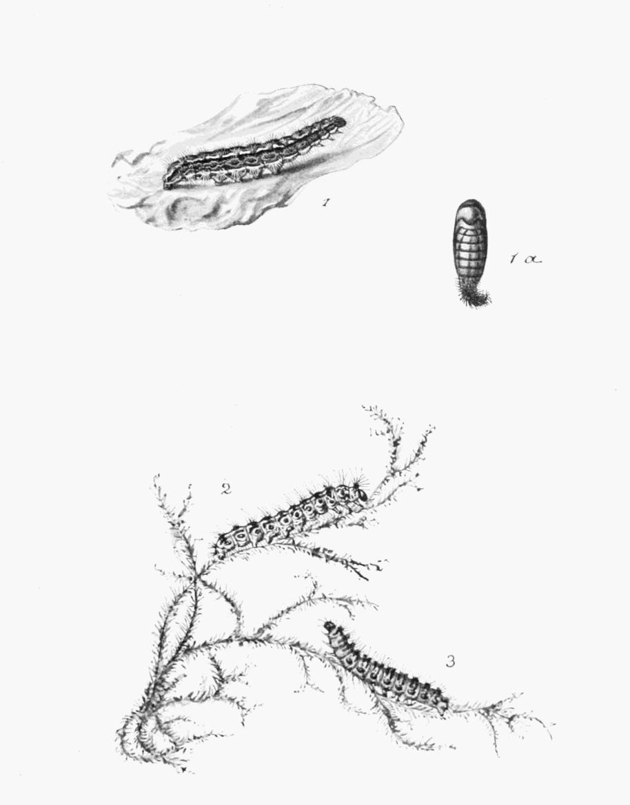 Plate 98 Plate 98