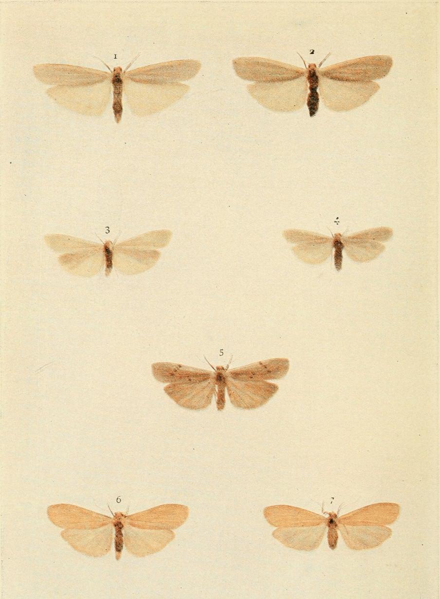 Plate 99 Plate 99