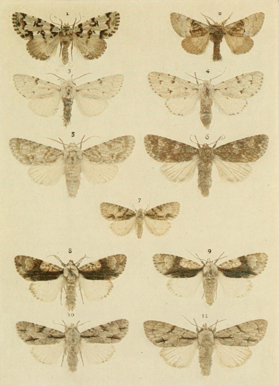 Plate 100 Plate 100