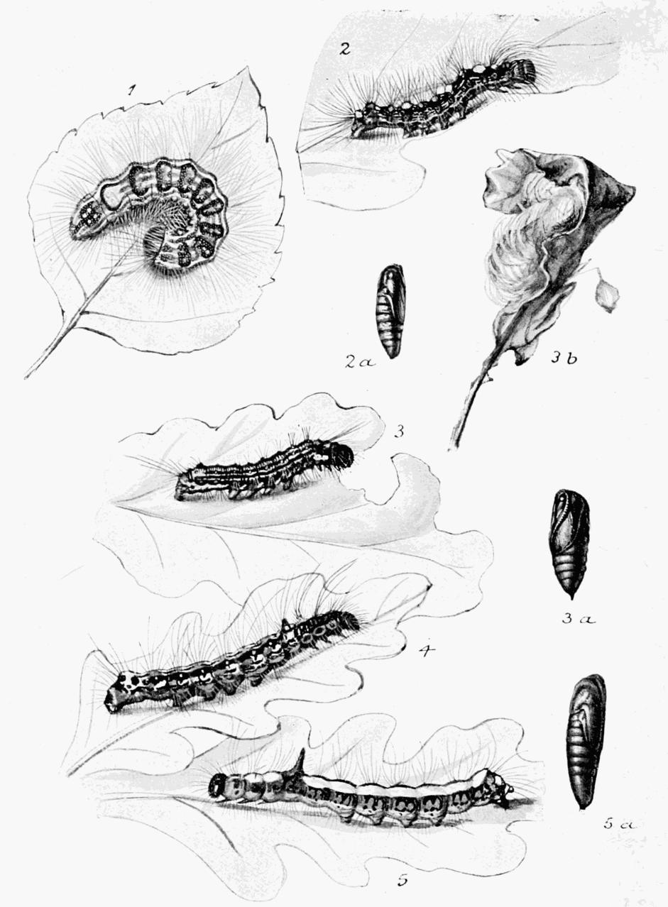 Plate 101 Plate 101
