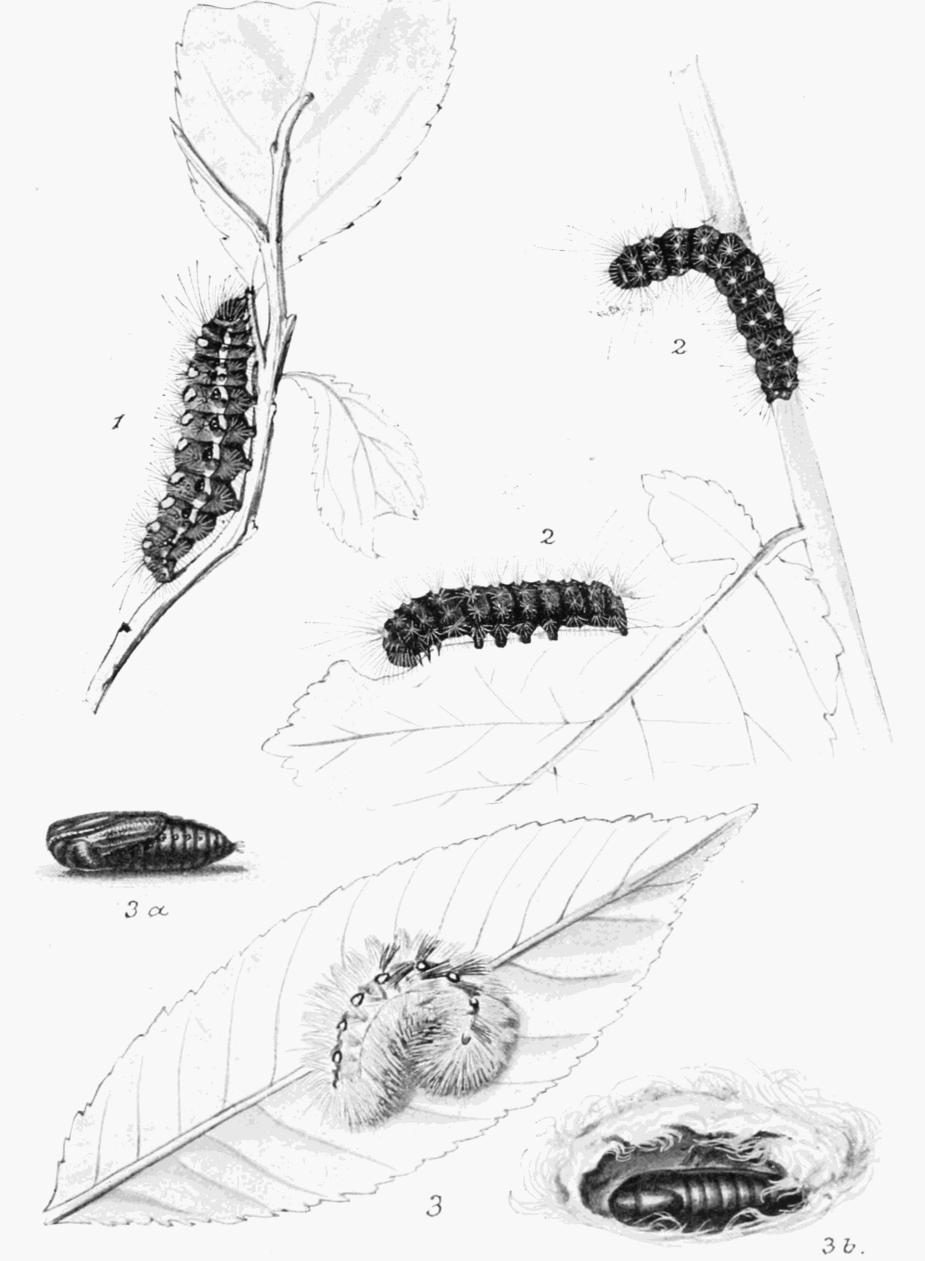 Plate 102 Plate 102