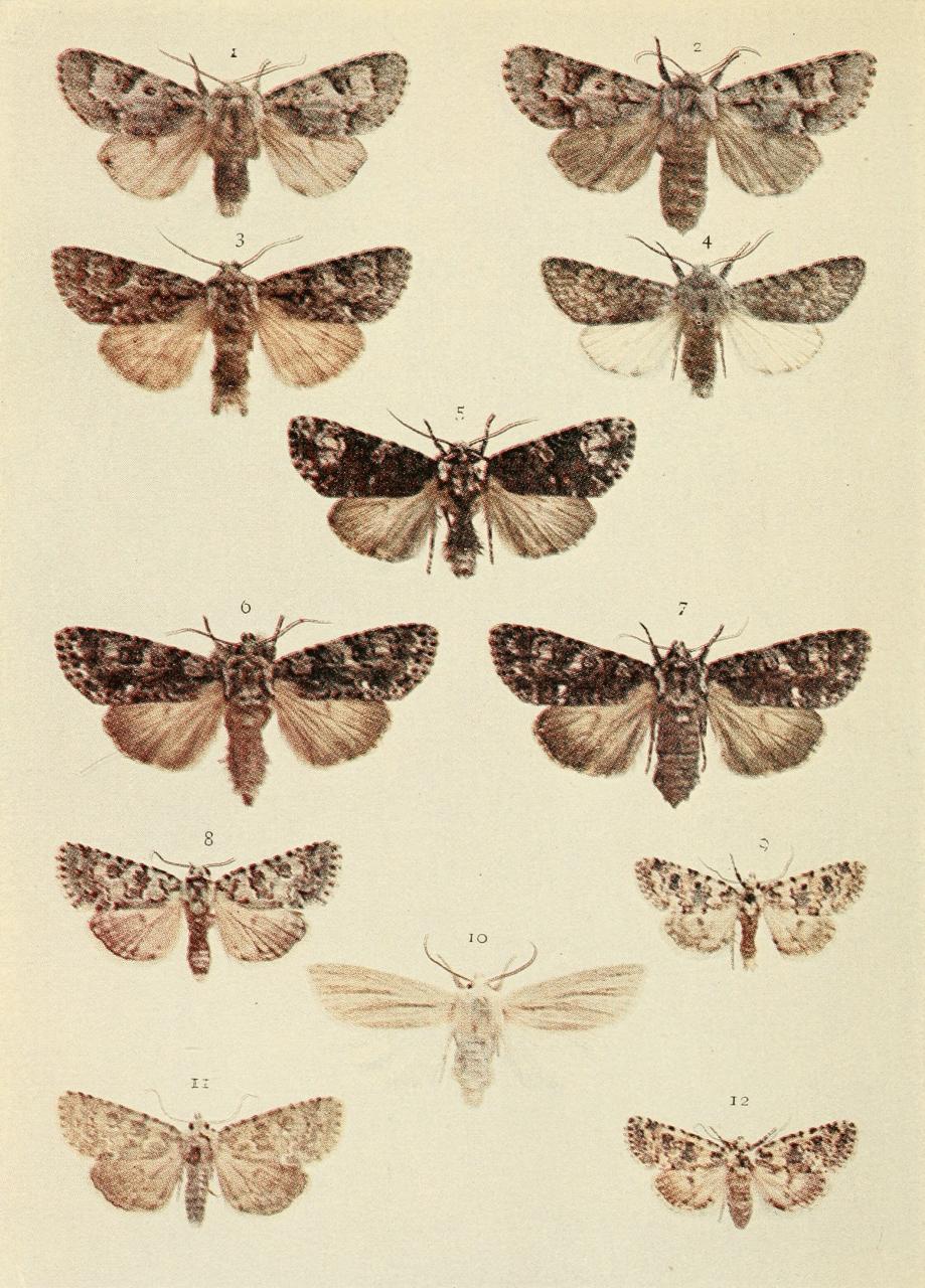 Plate 103 Plate 103