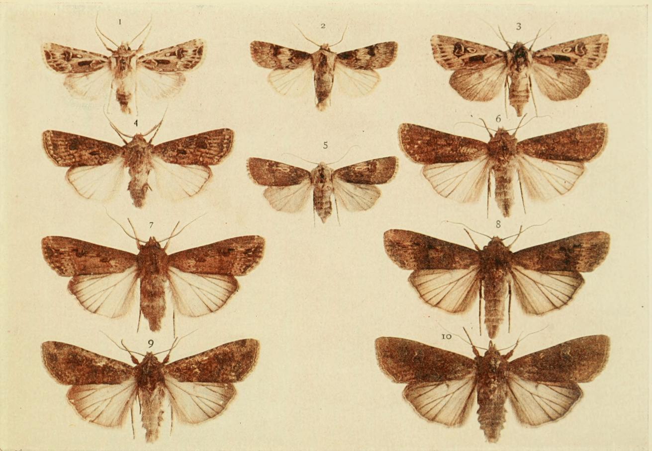 Plate 104 Plate 104