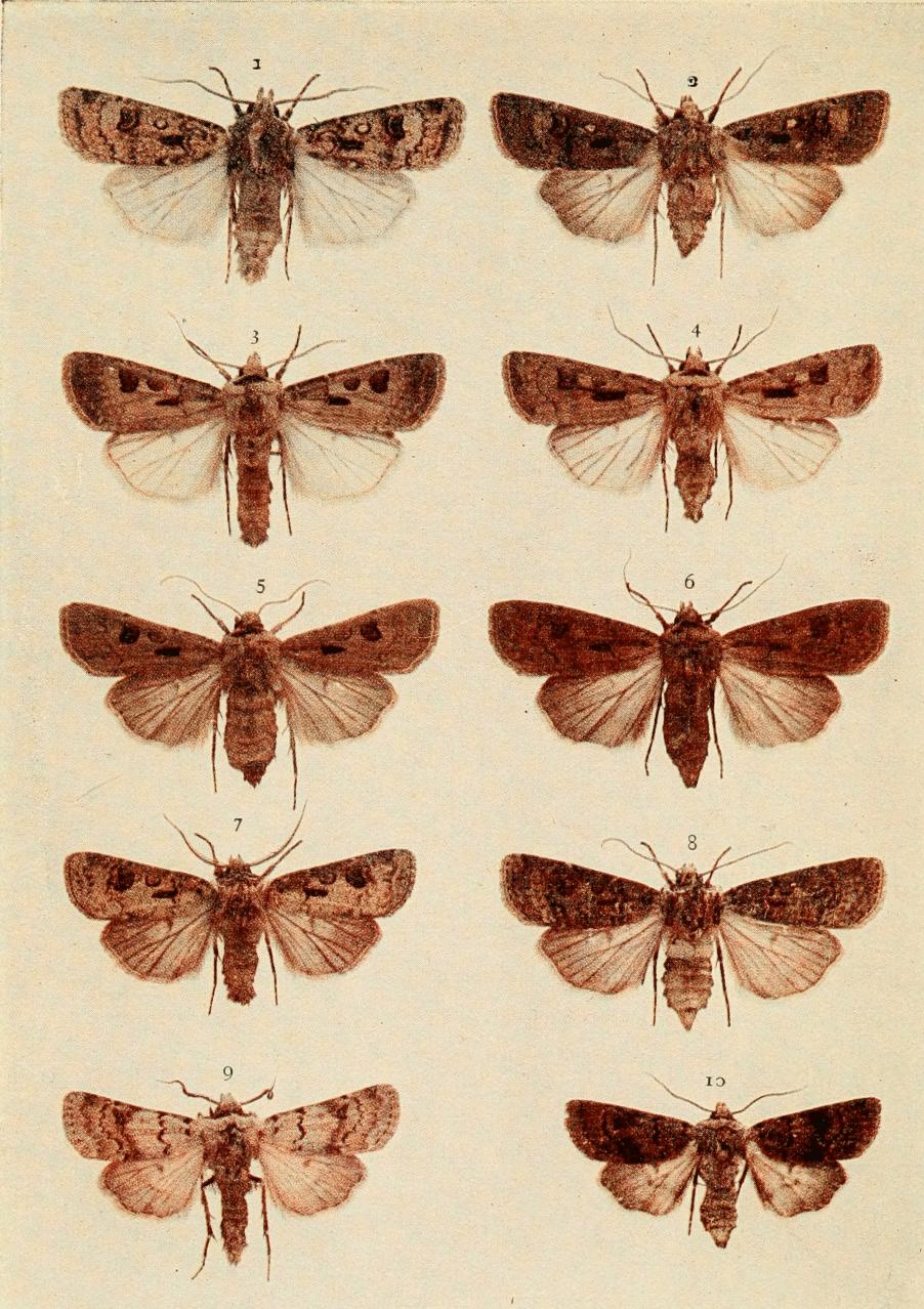 Plate 105 Plate 105