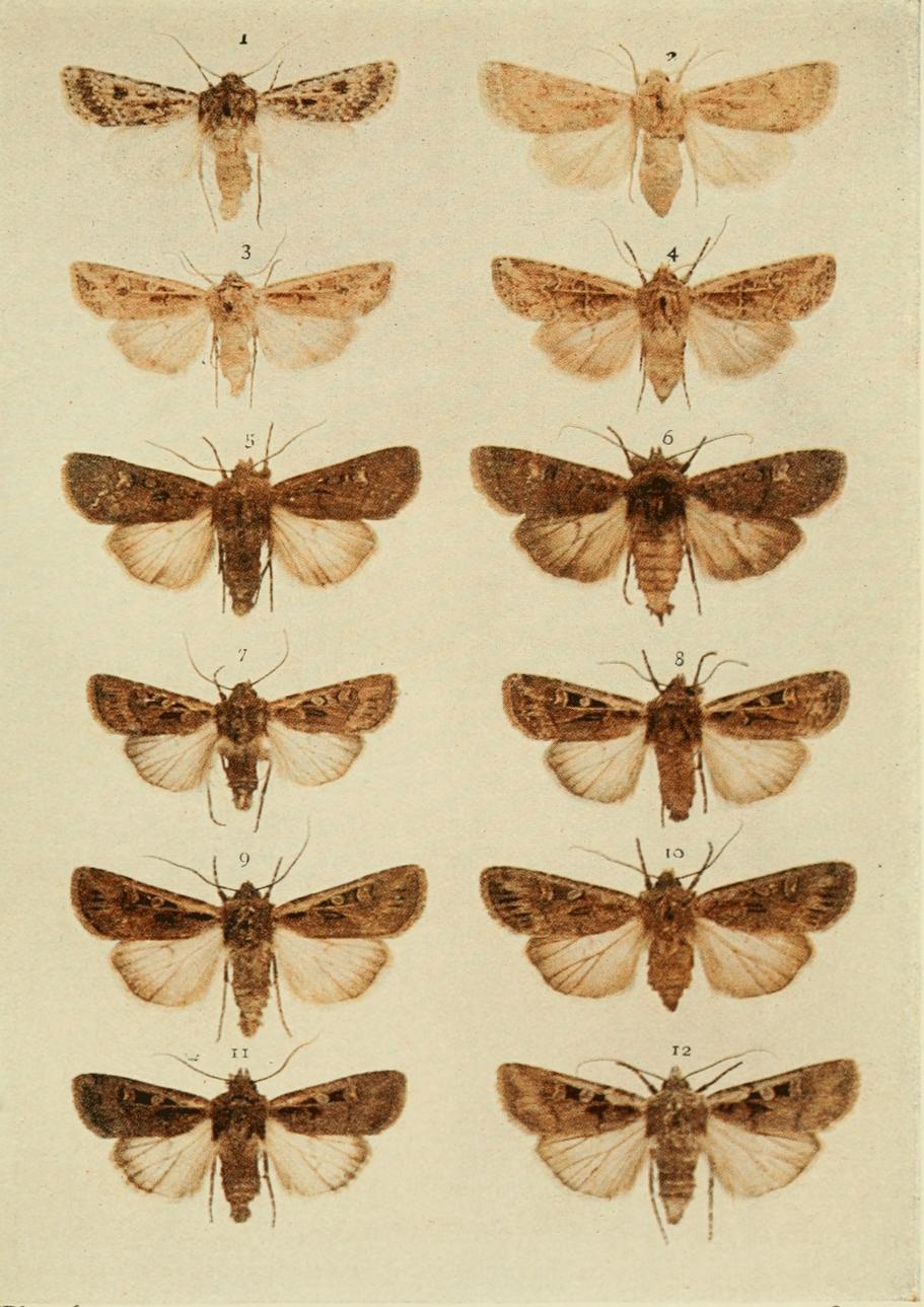 Plate 106 Plate 106