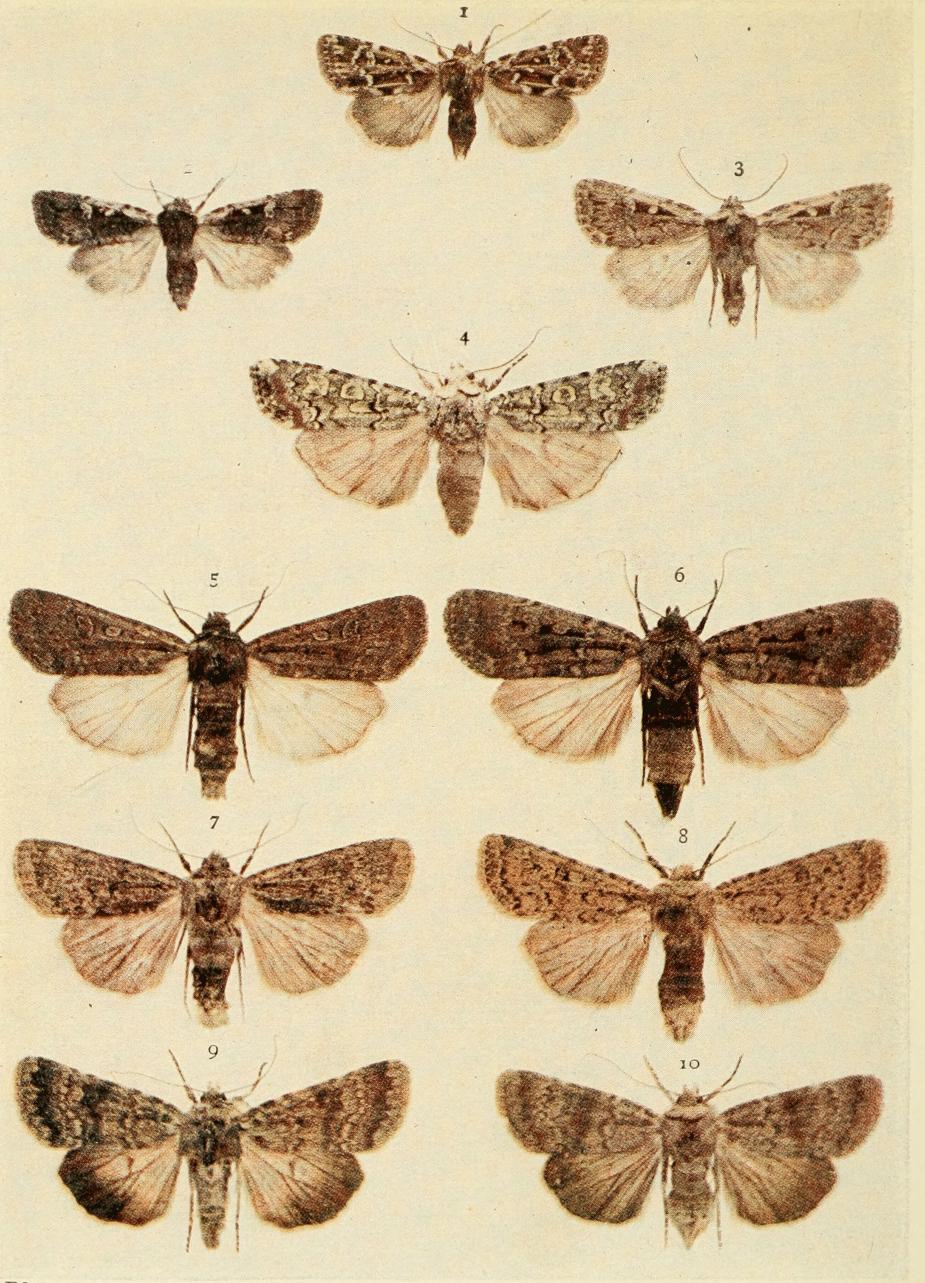 Plate 107 Plate 107