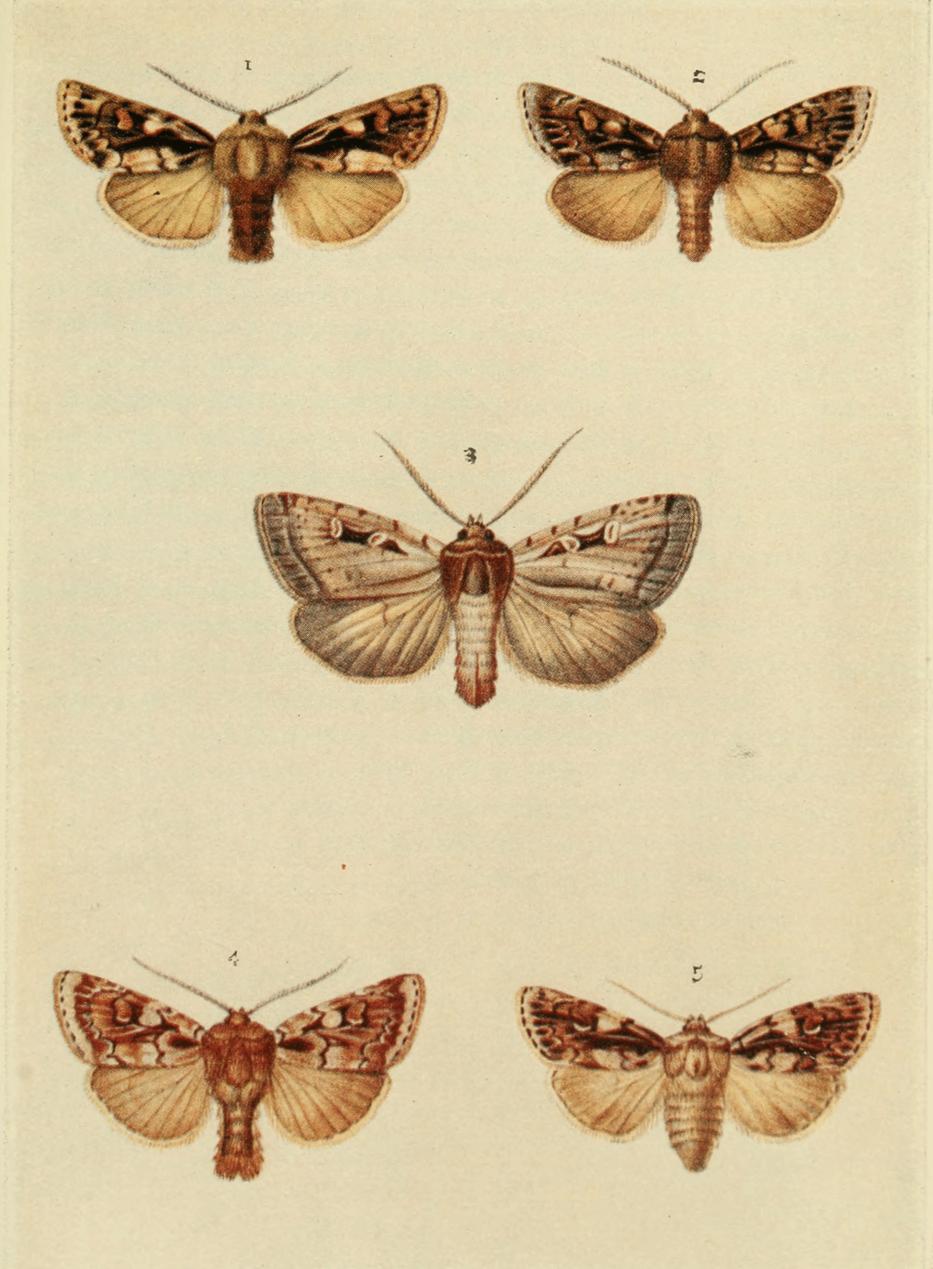 Plate 108 Plate 108