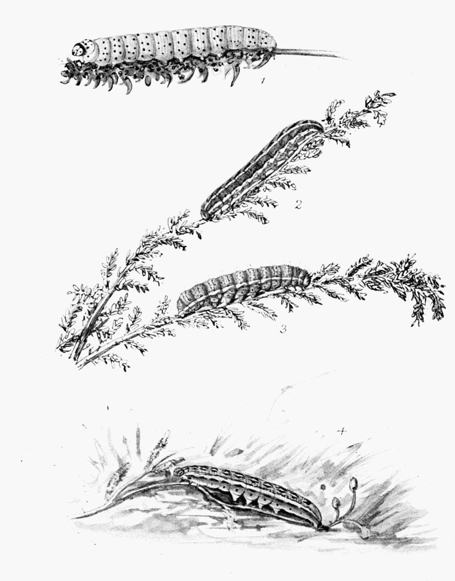 Plate 109 Plate 109