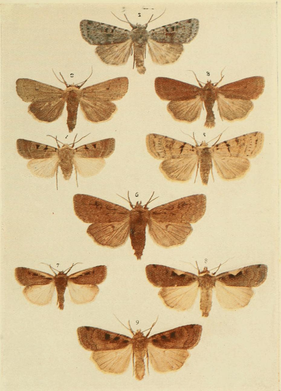 Plate 110 Plate 110