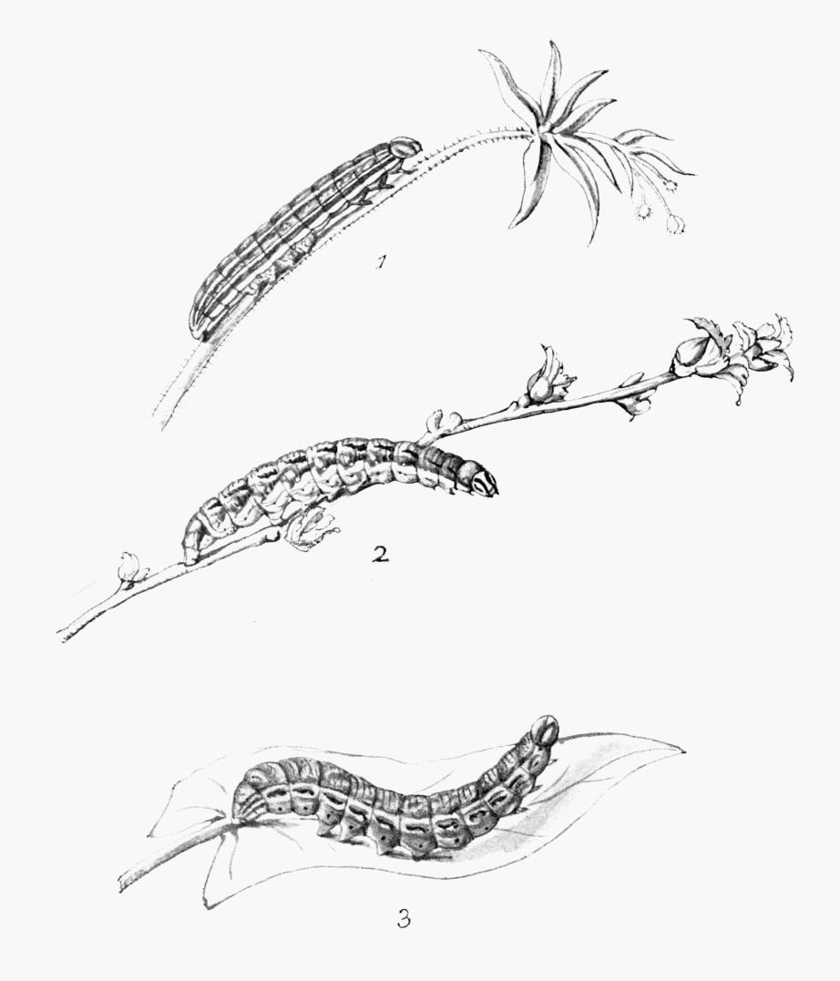 Plate 111 Plate 111