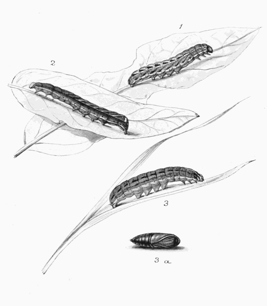 Plate 112 Plate 112