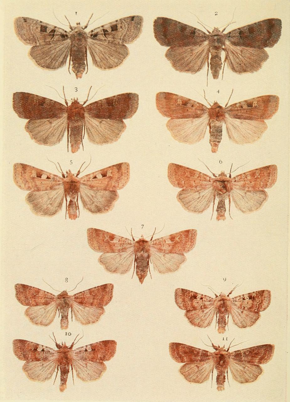 Plate 113 Plate 113