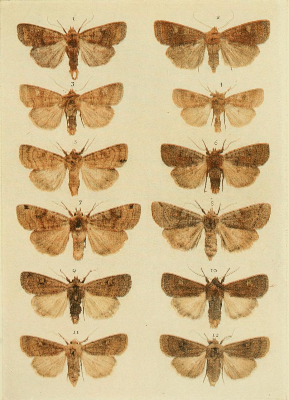 Plate 114 Plate 114