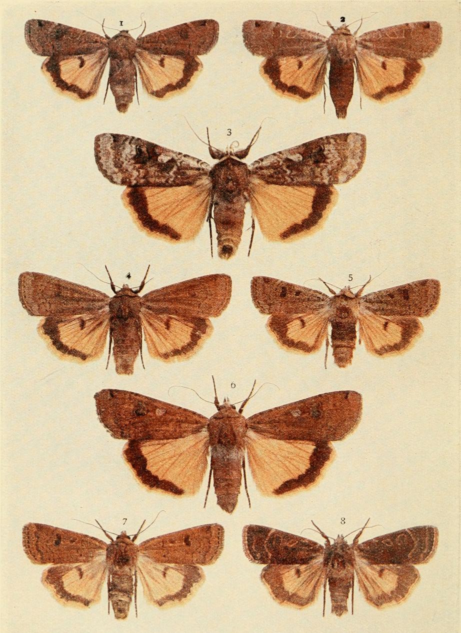 Plate 115 Plate 115