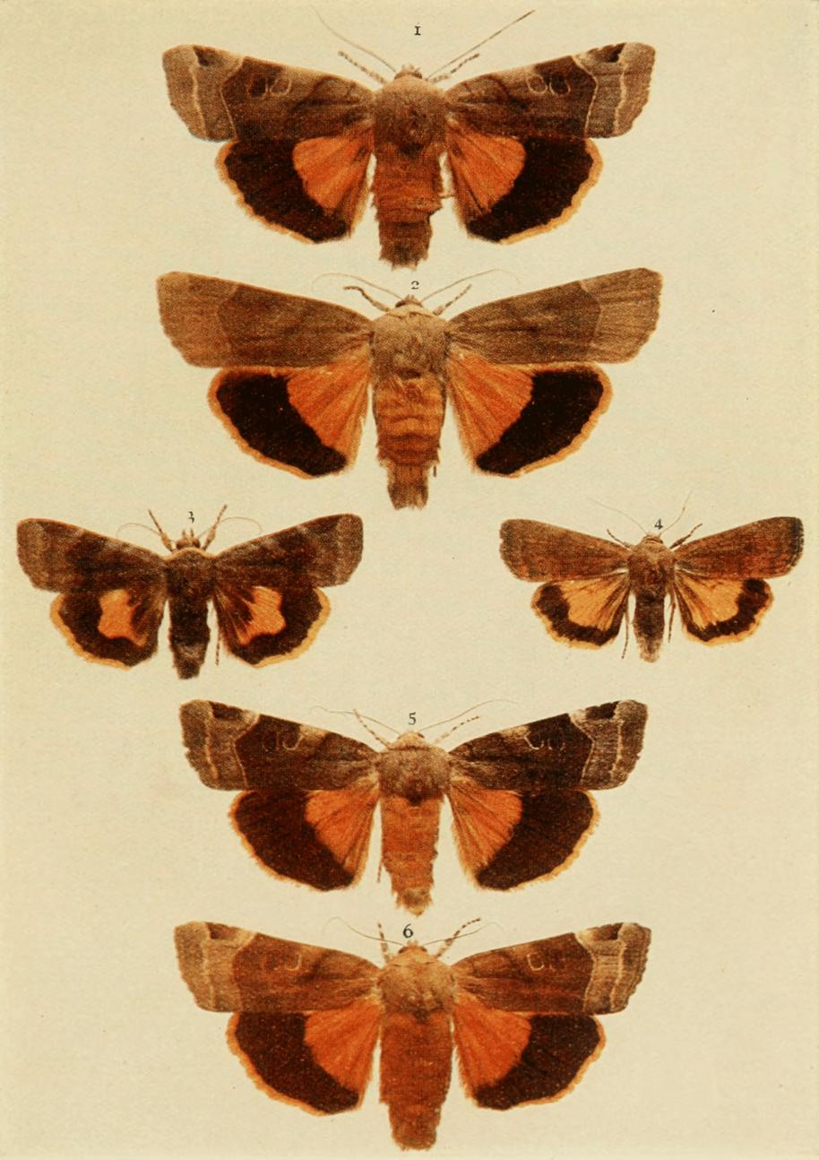 Plate 116 Plate 116